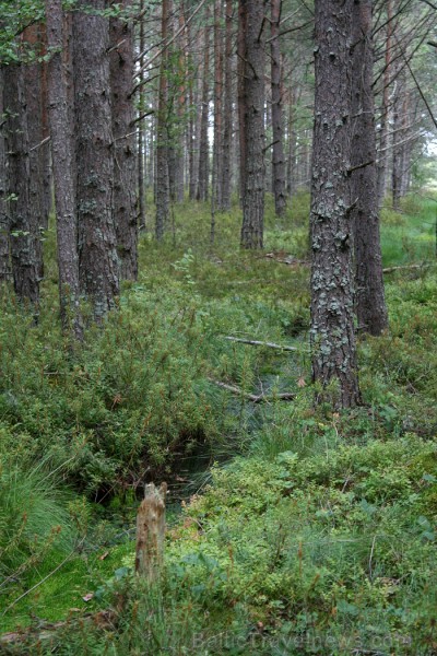 Iepazīsti dabas skaistumu Igaunijas dabas izpētes takā - Rannametsa-Tolkuse. Vairāk www.visitestonia.com Iepazīsti dabas skaistumu Igaunijas dabas izpētes takā - Rannametsa-Tolkuse. Vairāk www.visitestonia.com 80445