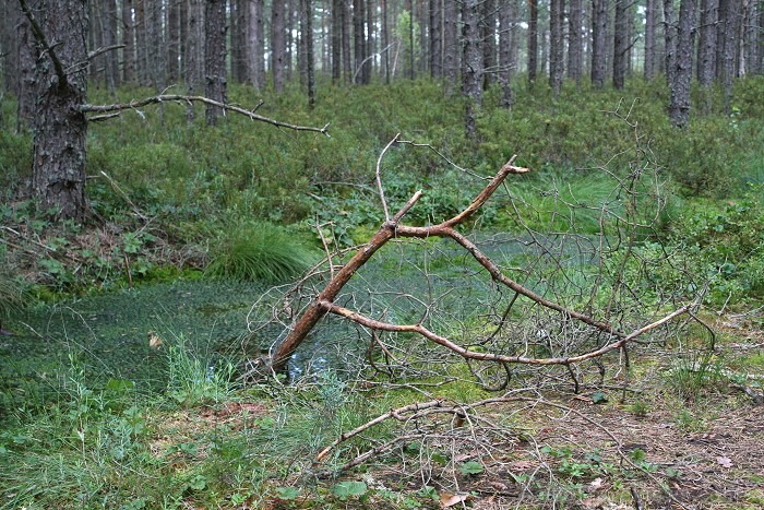 Iepazīsti dabas skaistumu Igaunijas dabas izpētes takā - Rannametsa-Tolkuse. Vairāk www.visitestonia.com Iepazīsti dabas skaistumu Igaunijas dabas izpētes takā - Rannametsa-Tolkuse. Vairāk www.visitestonia.com 80446