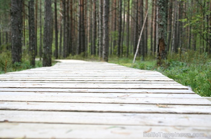 Iepazīsti dabas skaistumu Igaunijas dabas izpētes takā - Rannametsa-Tolkuse. Vairāk www.visitestonia.com Iepazīsti dabas skaistumu Igaunijas dabas izpētes takā - Rannametsa-Tolkuse. Vairāk www.visitestonia.com 80447