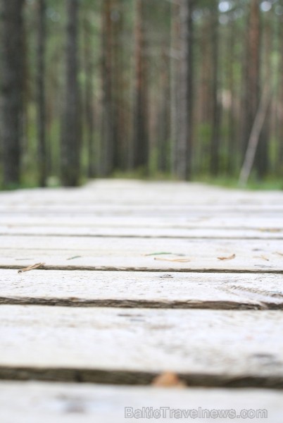 Iepazīsti dabas skaistumu Igaunijas dabas izpētes takā - Rannametsa-Tolkuse. Vairāk www.visitestonia.com Iepazīsti dabas skaistumu Igaunijas dabas izpētes takā - Rannametsa-Tolkuse. Vairāk www.visitestonia.com 80448