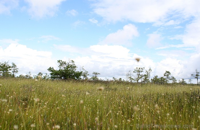 Iepazīsti dabas skaistumu Igaunijas dabas izpētes takā - Rannametsa-Tolkuse. Vairāk www.visitestonia.com Iepazīsti dabas skaistumu Igaunijas dabas izpētes takā - Rannametsa-Tolkuse. Vairāk www.visitestonia.com 80451