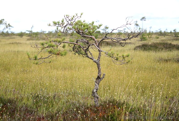 Iepazīsti dabas skaistumu Igaunijas dabas izpētes takā - Rannametsa-Tolkuse. Vairāk www.visitestonia.com Iepazīsti dabas skaistumu Igaunijas dabas izpētes takā - Rannametsa-Tolkuse. Vairāk www.visitestonia.com 80453