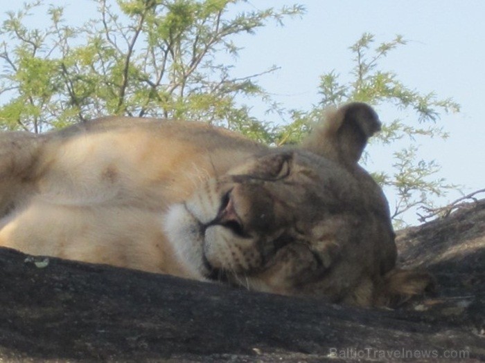 Tanzānijas skaistākie Nacionālie parki - Tarangire, Ngorongoro krāteris un Serengeti parks. Dzīvnieku pārbagātība un lielākā gnu un zebru migrācija pa 82234