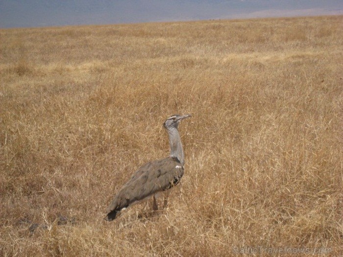 Tanzānijas skaistākie Nacionālie parki - Tarangire, Ngorongoro krāteris un Serengeti parks. Dzīvnieku pārbagātība un lielākā gnu un zebru migrācija pa 82240