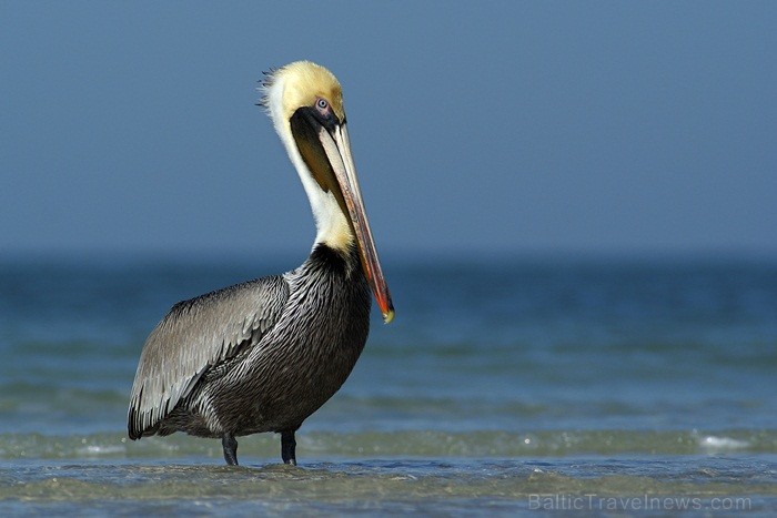Saulainā Florida, kur saule spīd 300 dienas gadā, spēj apburt ikvienu. Foto: www.visitclearwaterflorida.com 83037