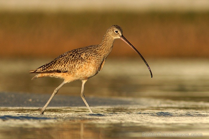 Saulainā Florida, kur saule spīd 300 dienas gadā, spēj apburt ikvienu. Foto: www.visitclearwaterflorida.com 83042