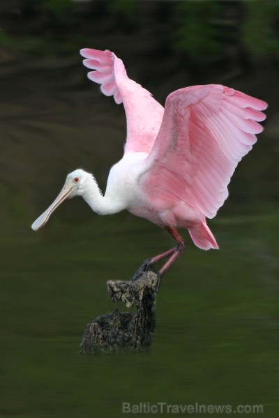 Saulainā Florida, kur saule spīd 300 dienas gadā, spēj apburt ikvienu. Foto: www.visitclearwaterflorida.com Saulainā Florida, kur saule spīd 300 dienas gadā, spēj apburt ikvienu. Foto: www.visitclearwaterflorida.com 83049