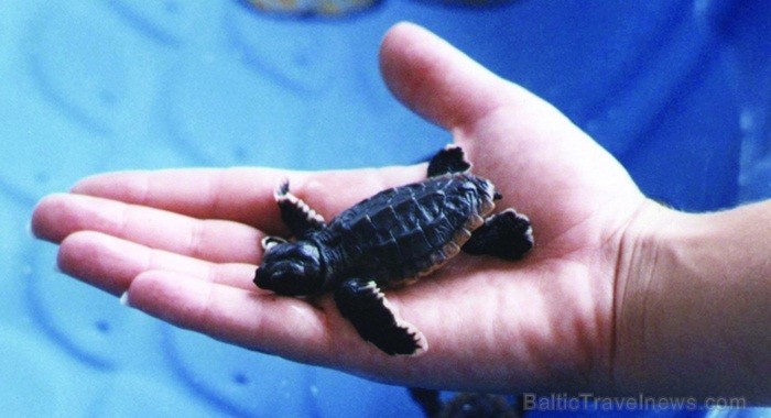 Saulainā Florida, kur saule spīd 300 dienas gadā, spēj apburt ikvienu. Foto: www.visitclearwaterflorida.com 83053