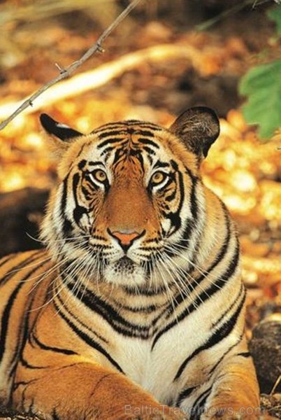 Indija apbur  un ļauj paraudzīties uz tās dabu un kultūru  no cita skatu punkta. Foto: www.india-tourism.com 83365