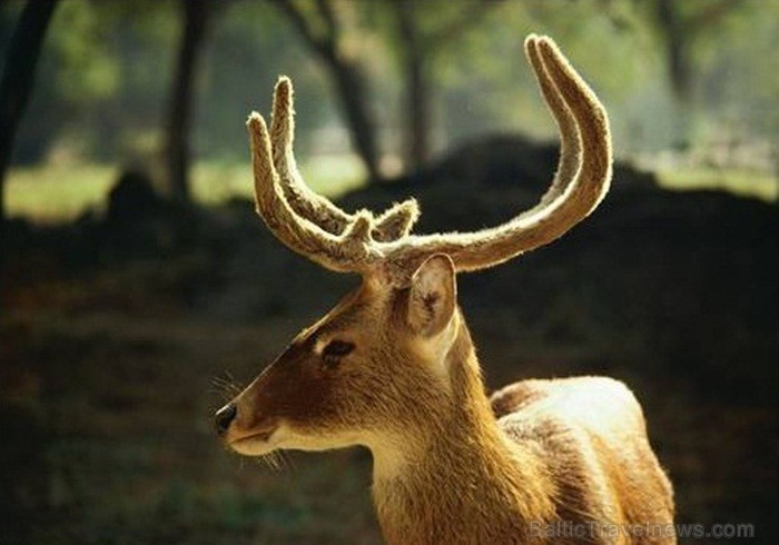 Indija apbur  un ļauj paraudzīties uz tās dabu un kultūru  no cita skatu punkta. Foto: www.india-tourism.com 83366