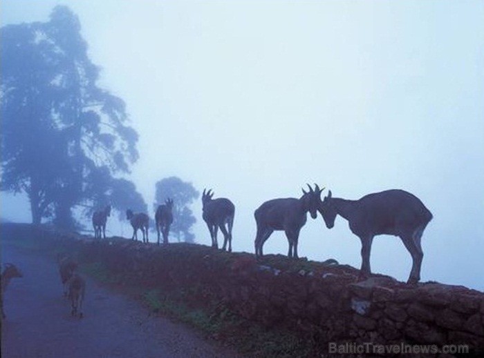 Indija apbur  un ļauj paraudzīties uz tās dabu un kultūru  no cita skatu punkta. Foto: www.india-tourism.com 83367