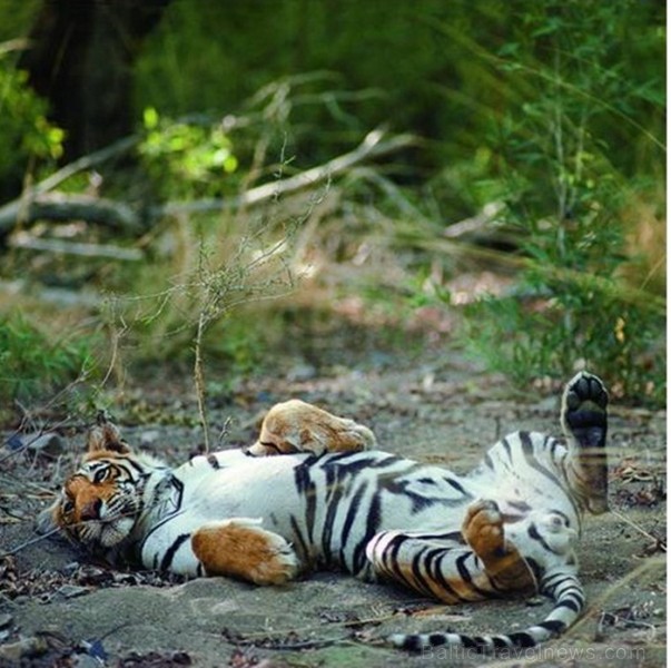 Indija apbur  un ļauj paraudzīties uz tās dabu un kultūru  no cita skatu punkta. Foto: www.india-tourism.com 83368