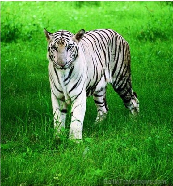 Indija apbur  un ļauj paraudzīties uz tās dabu un kultūru  no cita skatu punkta. Foto: www.india-tourism.com 83369
