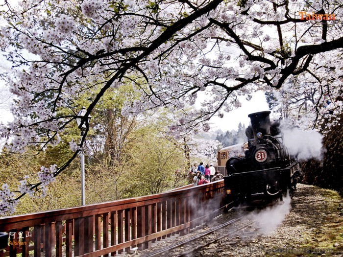 Alishan nacionālais parks, kurā atrodas četri ciemati, kalni, ūdenskritumi, tējas plantācijas, kā arī vairākas pastaigu takas. Foto: www.taiwan.net.tw Alishan nacionālais parks, kurā atrodas četri ciemati, kalni, ūdenskritumi, tējas plantācijas, kā arī vairākas pastaigu takas. Foto: www.taiwan.net.tw 88975