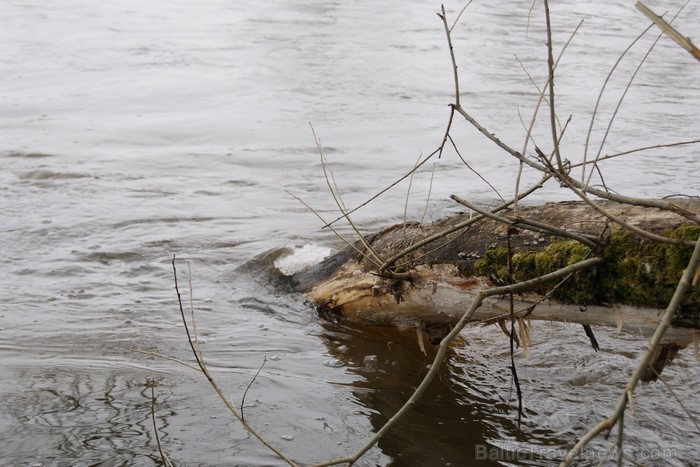 Ledus kušana Latvijas un Lietuvas pierobežas upē Mēmelē jeb Nemunelē. Upes otrā krastā jau Lietuva. 91903
