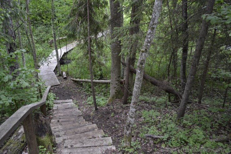 Kārķu Lustiņdruvas taka 94891