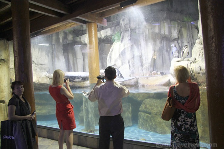 Travelnews.lv redakcija apmeklē pasaules lielāko iepirkšanās centru Dubai Mall, kur izvietojies milzīgs akvārijs. Foto sponsors: www.goadventure.lv Travelnews.lv redakcija apmeklē pasaules lielāko iepirkšanās centru Dubai Mall, kur izvietojies milzīgs akvārijs. Foto sponsors: www.goadventure.lv 95424