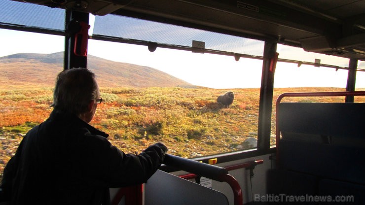 Muskusvērši ir kļuvuši gana drosmīgi - nereti tūristi tos var nejauši sastapt uz takām un reizēm tie pat aizšķērso autobusam ceļu, tikai pēc brītiņa n Muskusvērši ir kļuvuši gana drosmīgi - nereti tūristi tos var nejauši sastapt uz takām un reizēm tie pat aizšķērso autobusam ceļu, tikai pēc brītiņa n 105474