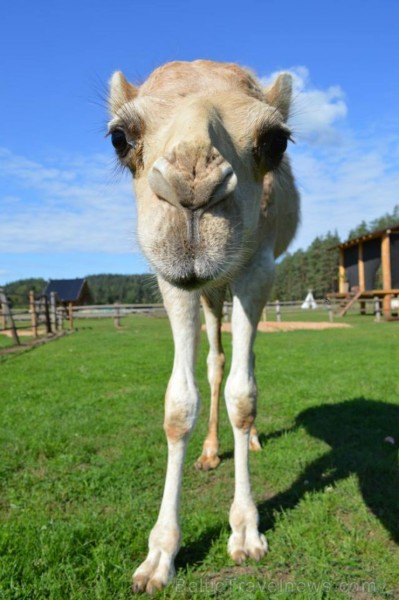 Rakšos var aplūkot Zoo, kurā šobrīd jau ir vairāk nekā 62 dzīvnieki - 8 kamieļi, lamas, alpakas, guanako, truši, vistas, aitas, kaza, un protams, suņi Rakšos var aplūkot Zoo, kurā šobrīd jau ir vairāk nekā 62 dzīvnieki - 8 kamieļi, lamas, alpakas, guanako, truši, vistas, aitas, kaza, un protams, suņi 106167
