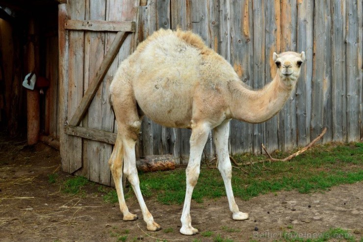 Rakši ZOO dzīvnieku saimi papildinājis vienkupra kamielis vārdā Šakils, kurš ir pirmais un pagaidām vienīgais Dromedāru /Camelus dromedarius/ kamielis Rakši ZOO dzīvnieku saimi papildinājis vienkupra kamielis vārdā Šakils, kurš ir pirmais un pagaidām vienīgais Dromedāru /Camelus dromedarius/ kamielis 106168
