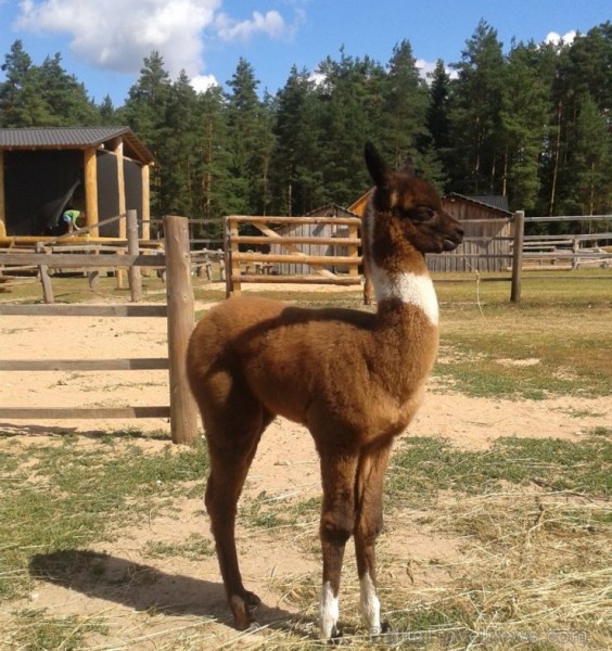 Rakšos var izjāt ar kamieli, saņemot īpašo kamieļjāšanas sertifikātu, doties pastaigā pretī zelta rudenim ar lamiņām, pamieloties kafejnīcā ar gardajā Rakšos var izjāt ar kamieli, saņemot īpašo kamieļjāšanas sertifikātu, doties pastaigā pretī zelta rudenim ar lamiņām, pamieloties kafejnīcā ar gardajā 106171
