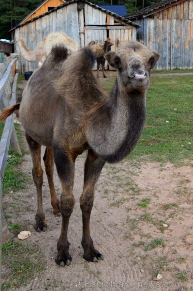 Rakšu ZOO apmeklējumu iespējams apvienot ar dažādām citām aktivitātēm Rakšos, piemēram, peintbolu, laivošanu un plostošanu, izmantot aktīvās atpūtas p Rakšu ZOO apmeklējumu iespējams apvienot ar dažādām citām aktivitātēm Rakšos, piemēram, peintbolu, laivošanu un plostošanu, izmantot aktīvās atpūtas p 106176