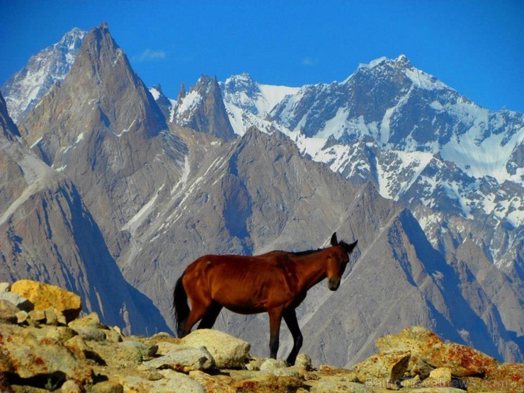 6611m augsto Paiju virsotni, protams, nemēģinājām sasniegt, jo tā pa spēkam ir tikai rūdītiem kalnā kāpējiem, bet pakāpāmies augstāk, lai varētu labāk 6611m augsto Paiju virsotni, protams, nemēģinājām sasniegt, jo tā pa spēkam ir tikai rūdītiem kalnā kāpējiem, bet pakāpāmies augstāk, lai varētu labāk 106601