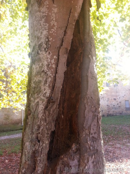 Muižas parks pārsteidz vērotāju ar visskaistāko Latvijas dižskābārdi (apkārtmērs gandrīz 3m), trīs skaistām īvēm, milzu ozolu (apkārtmērs 6 m) un ēdam Muižas parks pārsteidz vērotāju ar visskaistāko Latvijas dižskābārdi (apkārtmērs gandrīz 3m), trīs skaistām īvēm, milzu ozolu (apkārtmērs 6 m) un ēdam 107682