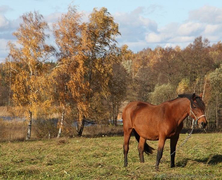 Rudens izglezno Latgali - Krāslavas novads - kādreiz zirgs bija katrā viensēta, bet tagad tas ir jau retums arī Latgalē. Foto sponsors: www.Sirsnigi.l Rudens izglezno Latgali - Krāslavas novads - kādreiz zirgs bija katrā viensēta, bet tagad tas ir jau retums arī Latgalē. Foto sponsors: www.Sirsnigi.l 107858