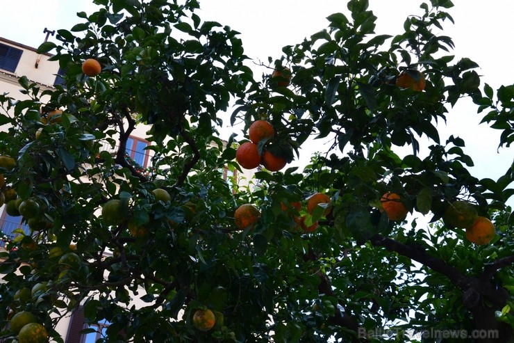 Kādreiz Sorrento bija slavena ar vīniem, zivīm un sarkanajām Kampānijas vāzēm. Tagad Sorrento slavena ar apelsīniem, citroniem un limončello liķieriem Kādreiz Sorrento bija slavena ar vīniem, zivīm un sarkanajām Kampānijas vāzēm. Tagad Sorrento slavena ar apelsīniem, citroniem un limončello liķieriem 115200
