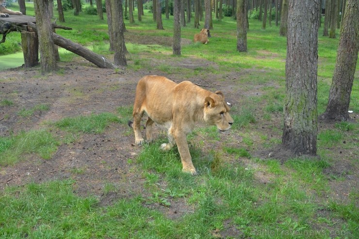 Safari parks sadalīts zonās - Eiropa, Āfrika, Āzija, Amerika, Austrālija. Vairāk informācijas par izklaides parkiem Vācijā skatīt šeit Safari parks sadalīts zonās - Eiropa, Āfrika, Āzija, Amerika, Austrālija. Vairāk informācijas par izklaides parkiem Vācijā skatīt šeit 115851