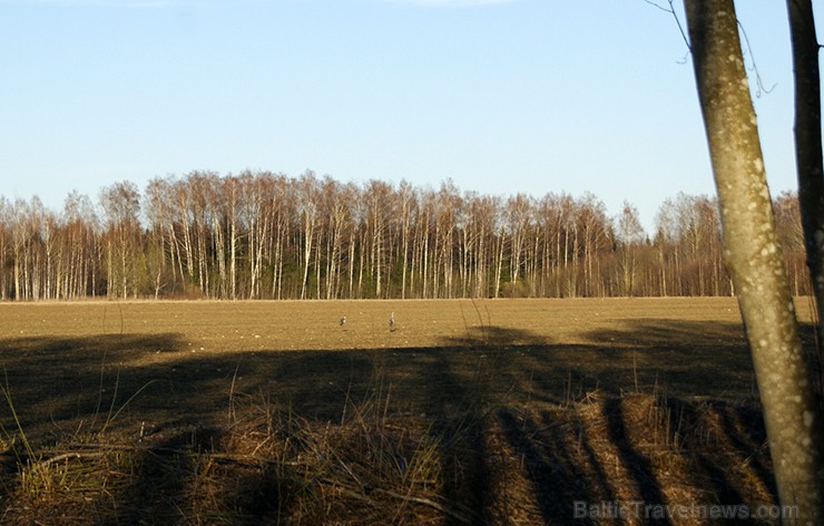 Visapkārt plaukst un zaļo, uzziedējuši pirmie pavasari ziedi un malu malās dzirdamas putnu balsis Visapkārt plaukst un zaļo, uzziedējuši pirmie pavasari ziedi un malu malās dzirdamas putnu balsis 117832