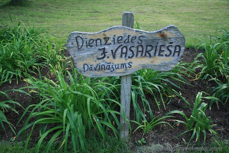 Ideja par dienliliju dārza veidošanu pie Ideja par dienliliju dārza veidošanu pie