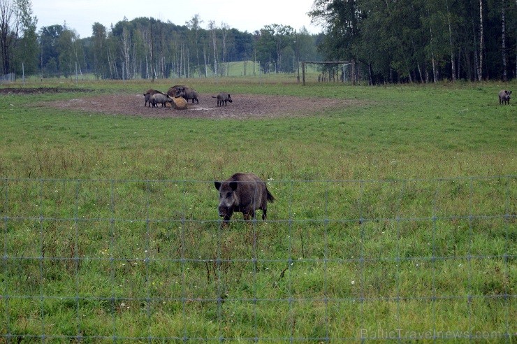 Travelnews.lv redakcija dodas safari braucienā pa briežu dārzu Kokneses pusē - Iršu pagasta zemnieku saimniecībā Travelnews.lv redakcija dodas safari braucienā pa briežu dārzu Kokneses pusē - Iršu pagasta zemnieku saimniecībā