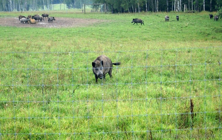 Travelnews.lv redakcija dodas safari braucienā pa briežu dārzu Kokneses pusē - Iršu pagasta zemnieku saimniecībā Travelnews.lv redakcija dodas safari braucienā pa briežu dārzu Kokneses pusē - Iršu pagasta zemnieku saimniecībā
