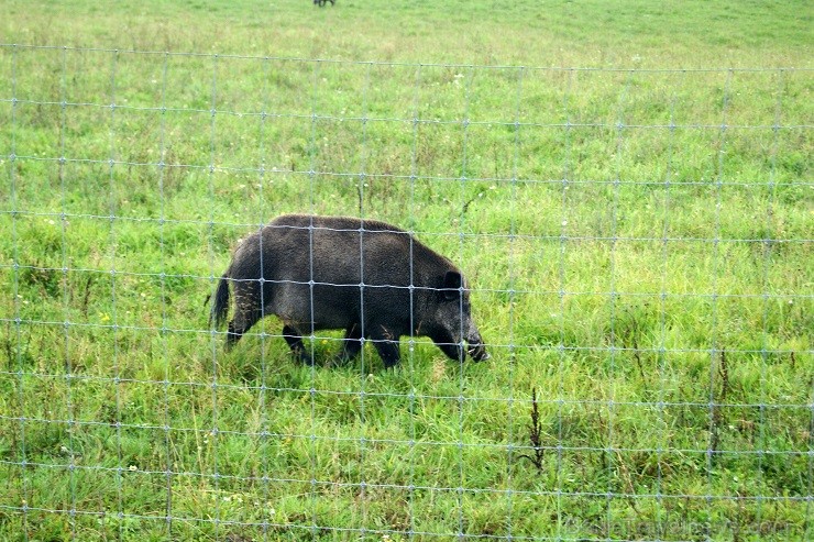 Travelnews.lv redakcija dodas safari braucienā pa briežu dārzu Kokneses pusē - Iršu pagasta zemnieku saimniecībā Travelnews.lv redakcija dodas safari braucienā pa briežu dārzu Kokneses pusē - Iršu pagasta zemnieku saimniecībā