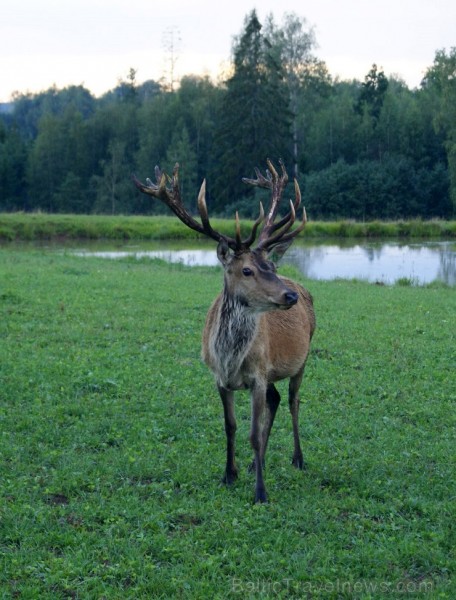 Travelnews.lv redakcija dodas safari braucienā pa briežu dārzu Kokneses pusē - Iršu pagasta zemnieku saimniecībā Travelnews.lv redakcija dodas safari braucienā pa briežu dārzu Kokneses pusē - Iršu pagasta zemnieku saimniecībā