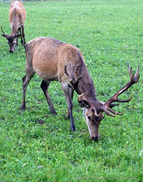 Travelnews.lv redakcija dodas safari braucienā pa briežu dārzu Kokneses pusē - Iršu pagasta zemnieku saimniecībā Travelnews.lv redakcija dodas safari braucienā pa briežu dārzu Kokneses pusē - Iršu pagasta zemnieku saimniecībā