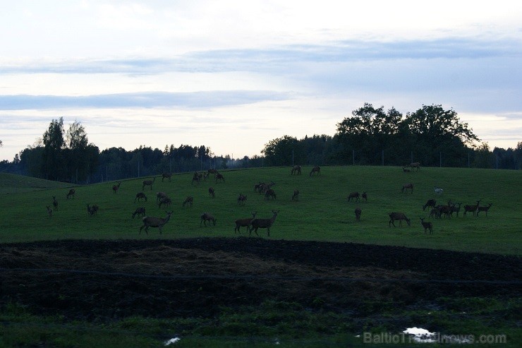 Travelnews.lv redakcija dodas safari braucienā pa briežu dārzu Kokneses pusē - Iršu pagasta zemnieku saimniecībā Travelnews.lv redakcija dodas safari braucienā pa briežu dārzu Kokneses pusē - Iršu pagasta zemnieku saimniecībā