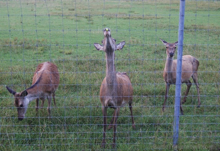 Travelnews.lv redakcija dodas safari braucienā pa briežu dārzu Kokneses pusē - Iršu pagasta zemnieku saimniecībā Travelnews.lv redakcija dodas safari braucienā pa briežu dārzu Kokneses pusē - Iršu pagasta zemnieku saimniecībā