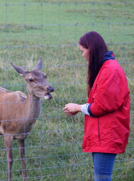 Travelnews.lv redakcija dodas safari braucienā pa briežu dārzu Kokneses pusē - Iršu pagasta zemnieku saimniecībā Travelnews.lv redakcija dodas safari braucienā pa briežu dārzu Kokneses pusē - Iršu pagasta zemnieku saimniecībā
