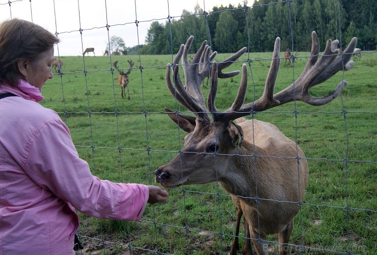 Travelnews.lv redakcija dodas safari braucienā pa briežu dārzu Kokneses pusē - Iršu pagasta zemnieku saimniecībā Travelnews.lv redakcija dodas safari braucienā pa briežu dārzu Kokneses pusē - Iršu pagasta zemnieku saimniecībā