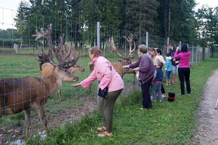 Travelnews.lv redakcija dodas safari braucienā pa briežu dārzu Kokneses pusē - Iršu pagasta zemnieku saimniecībā Travelnews.lv redakcija dodas safari braucienā pa briežu dārzu Kokneses pusē - Iršu pagasta zemnieku saimniecībā