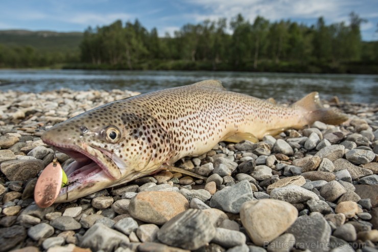 Zviedrijas ūdeņos ir fantastiskas iespējas makšķerēšanai uz forelēm, kā arī uz ziemeļiem daudzviet ir labas vietas līdaku, alatu un sīgu copei 136647