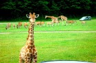Vasaras braucienā iepazīsti Vācijas izklaides parku - Serengeti Vasaras braucienā iepazīsti Vācijas izklaides parku - Serengeti