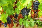 Travelnews.lv iepazīst spāņu reģiona Priorat vīna darītavu Clos de L‘obac