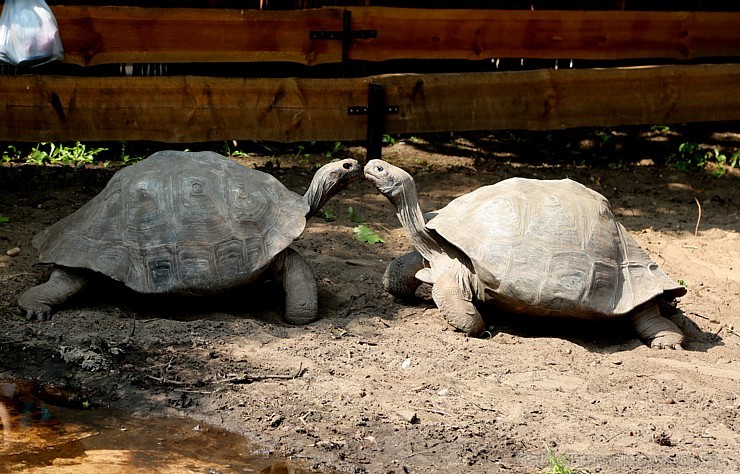 Rīgas zoodārzā jau sešpadsmito reizi norisinājās ikgadējais Galapagu bruņrupuču svēršanas pasākums Rīgas zoodārzā jau sešpadsmito reizi norisinājās ikgadējais Galapagu bruņrupuču svēršanas pasākums 180358