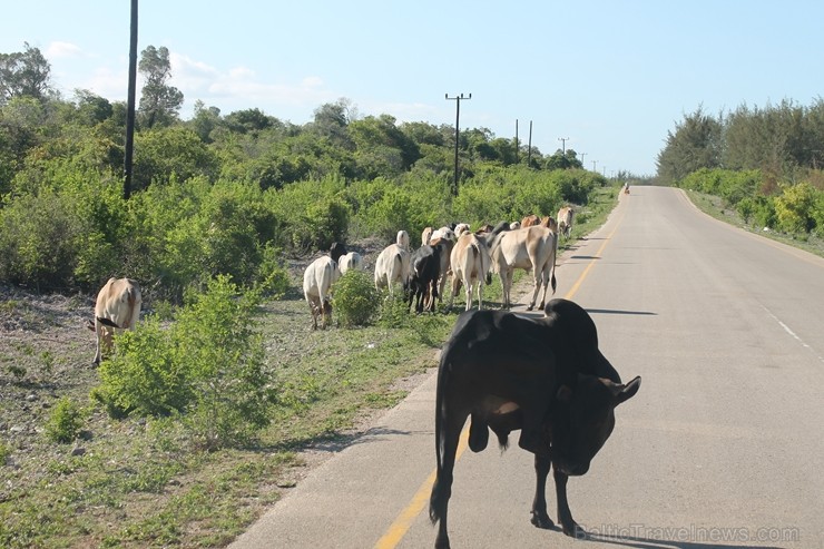 Ceļi Zanzibārā ir ļoti labi un asfaltēti. Šad tad ceļu nākas dot četrkājainiem ragu lopiņiem. 207464