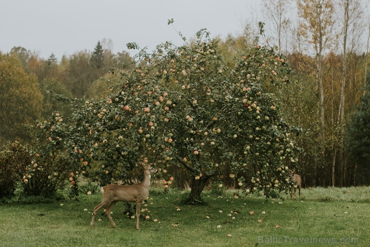 Alūksnē jau var izbaudīt Zelta rudeni. Foto: Paula Zariņa. 208538