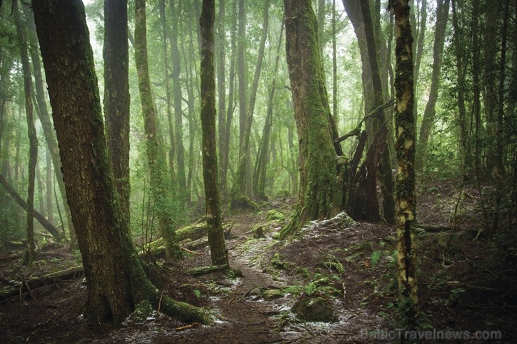 Iepazīsti skaisto Tasmanijas salu Austrālijā. Foto: Tasmanian Walking Company / Great Walks of Australia 219394